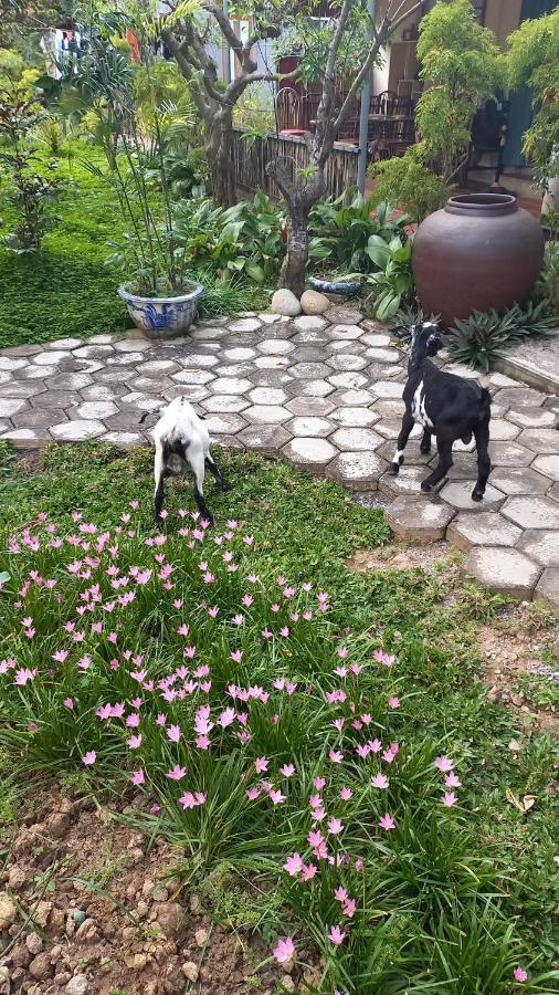Yen Binh Homestay Ninh Bình Kültér fotó